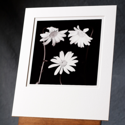 A Black And White Photograph Of 3 Large Daisy Flowers Grouped In Front Of A Dark Background, Printed By Hand On A Warmtone Fibre Based Paper.