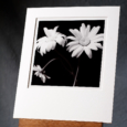 Black & White Photograph Of A Group Of 3 Arranged Flowering Daisies Printed By Hand.