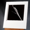 Photo Study Of A Single Ripening Wheat Stalk, A Selenium Toned Print.