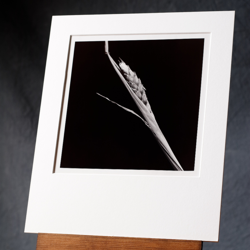 Silver gelatin prints we print exclusively by hand Hand Printed Photos