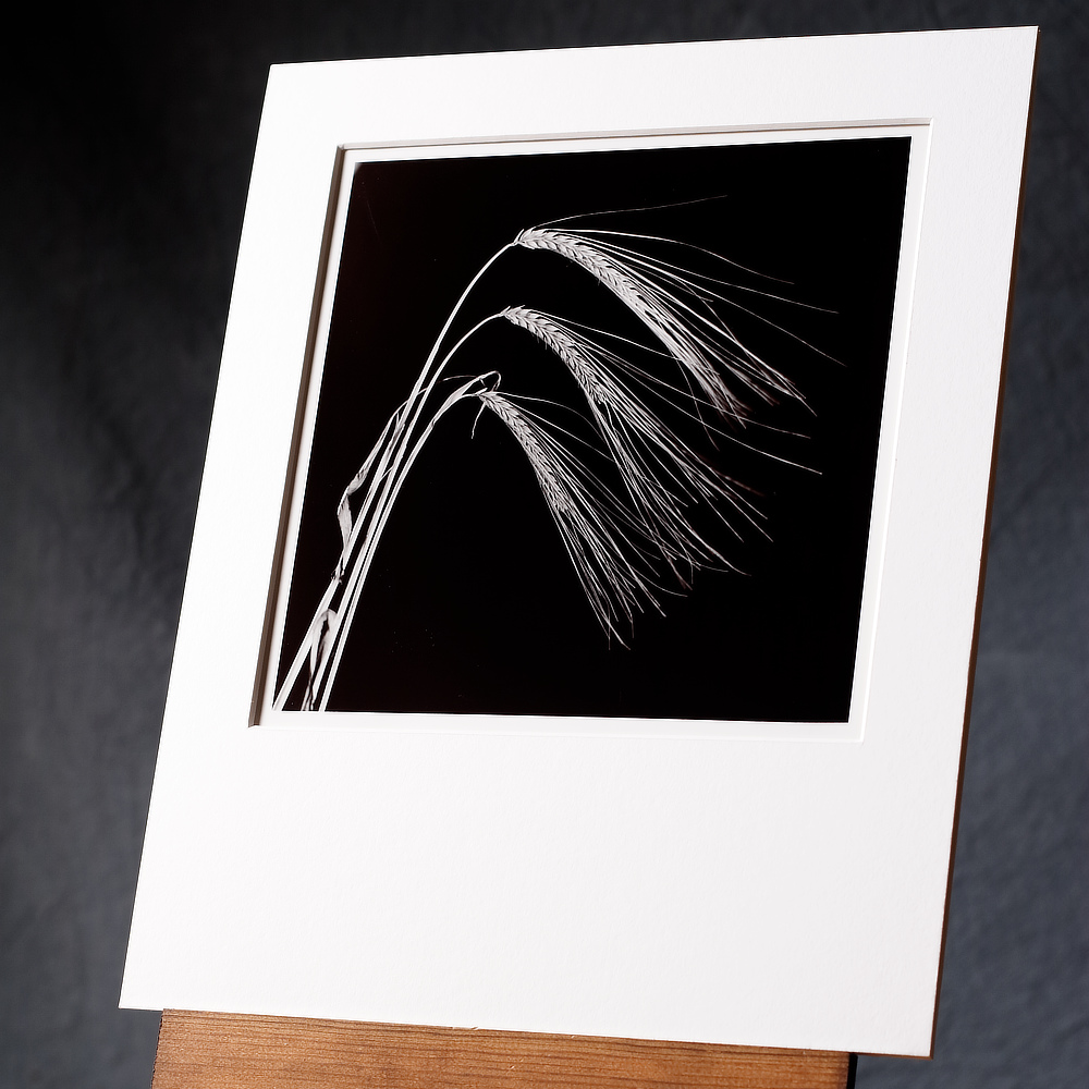 b/w silver gelatin print of 3 barley stalks in a swooping arrangement, printed by hand in our photographic darkroom.