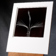 Printed By Hand, An Original B&w Photo Of 3 Barley Stalks In A Symmetrical Arrangement.