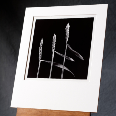 A Hand Printed B/w Silver Gelatin Print Of Three Ripe Wheat Stalks Arranged To Match Each Other, Standing In Front Of A Contrasting Black Backdrop.