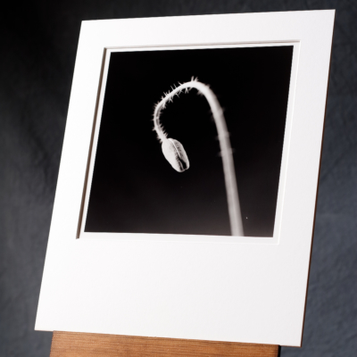 A Hand Printed Silver Gelatin Print Of A Single Poppy Bud Standing Out In Front Of A Dark Background, Printed From Our Original Negative.