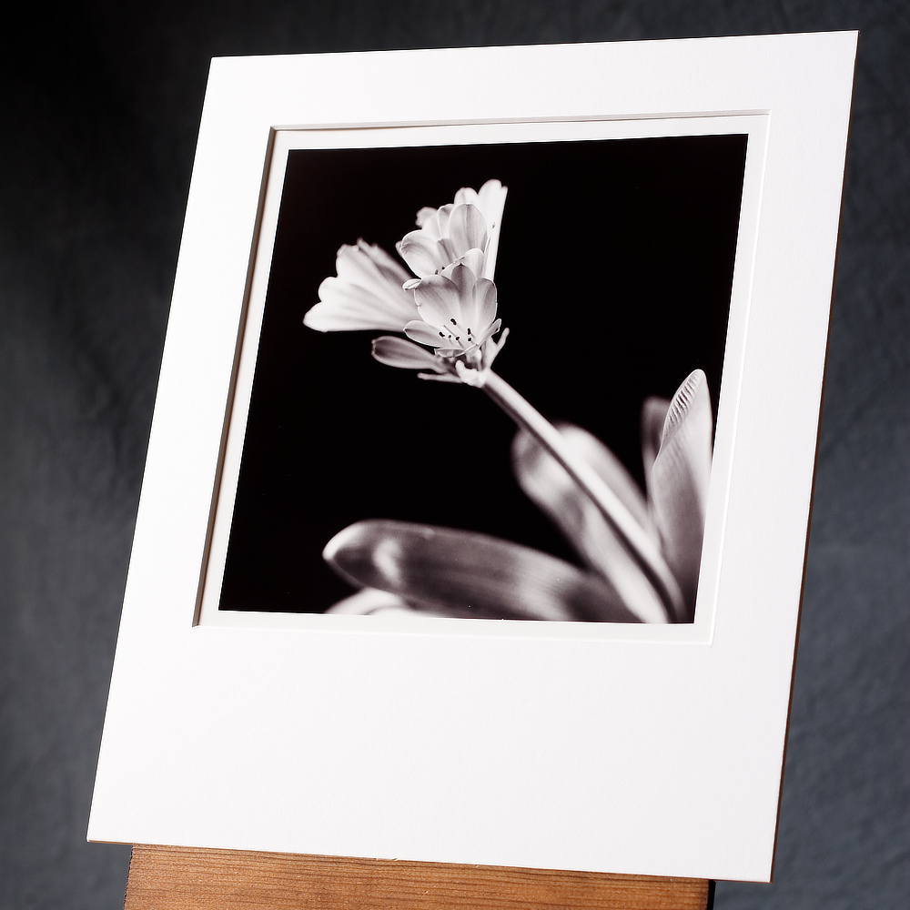 Black & white photograph of flowering bromeliad plant against a black background.