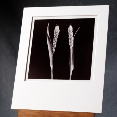 Black And White Photo Of Two Stalks Of Wheat Facing Each Other, Printed By Hand.