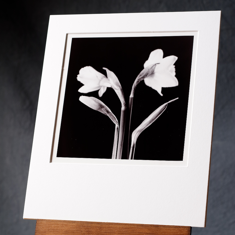 A black and white silver gelatin print a group of four daffodil flowers, arranged in a standing circle showing different stages of flowering.