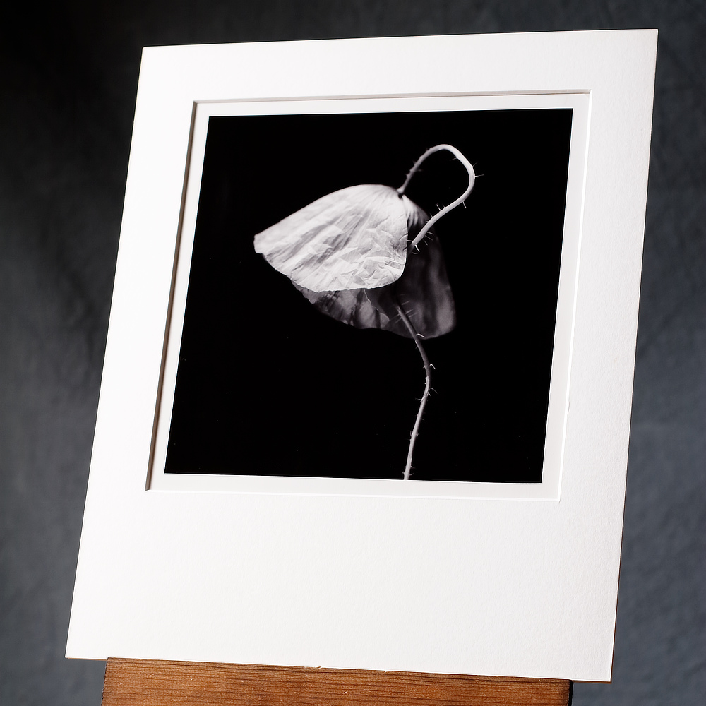 Black & white silver gelatin print of a single poppy flower, printed by hand then given a selenium tone.