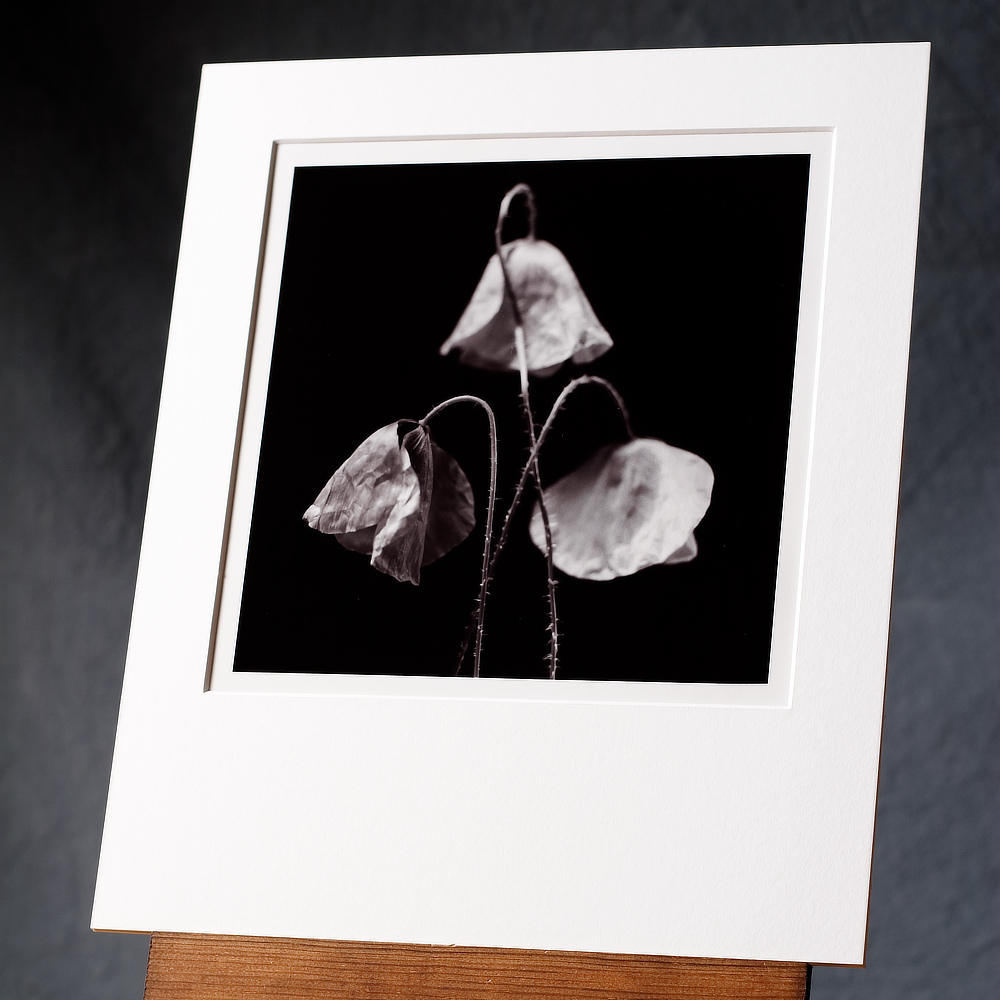 A black and white photo print of three arranged poppies against a dark background; our photograph hand printed by us on a silver gelatin paper from a film negative.